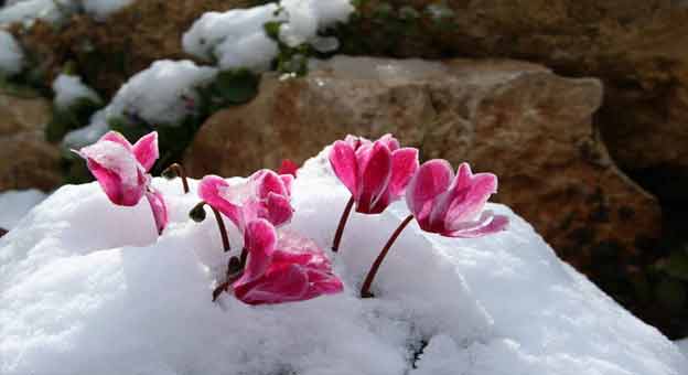 آشنایی با گل سیاه